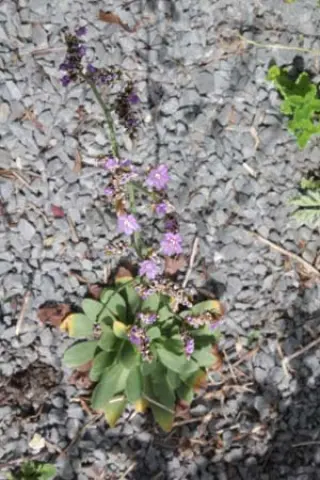 Limonium speciosum 'Blauer Diamand'