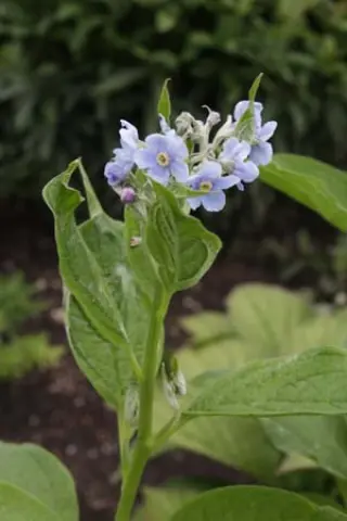 Lindelofia macrostyla (syn. L. anchusoides)
