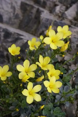Linum arboreum