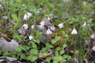 Linnaea borealis americana