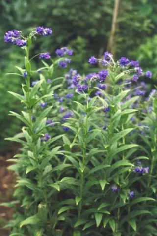 Lindelofia longiflora