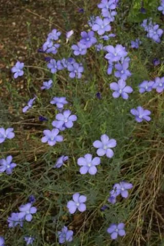 Linum narbonense 'Heavenly Blue'
