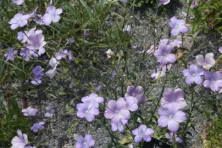 Linum narbonense