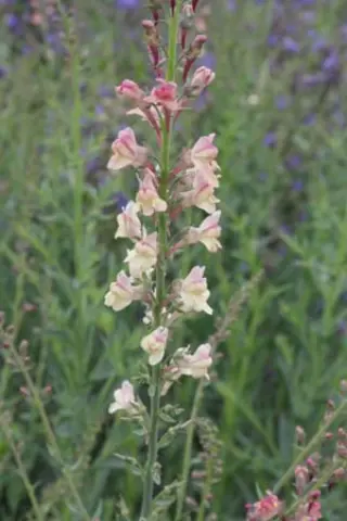 Linaria 'Peachy'