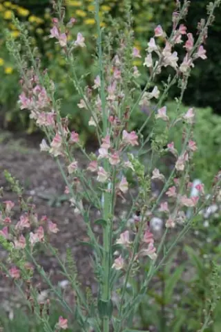 Linaria 'Peachy'