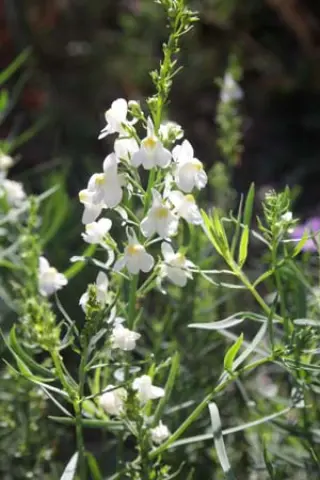 Linaria purpurea 'Poached Egg'