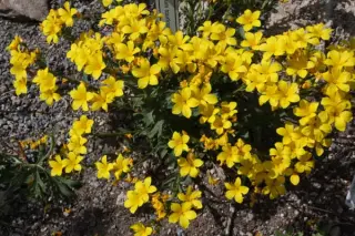 Linum tauricum (ex Tuvlin)