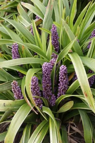 Liriope muscari 'Gold Banded'