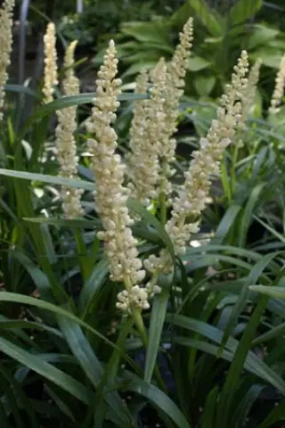 Liriope muscari 'Monroe White' (Improved)