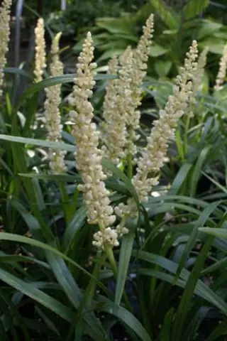 Liriope muscari 'Monroe White'