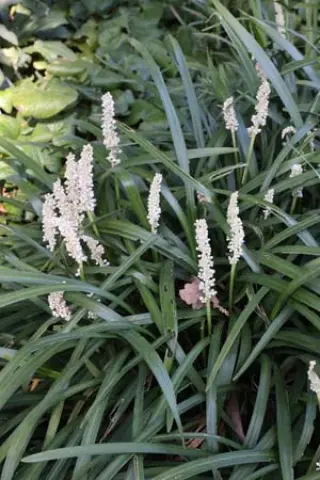 Liriope muscari 'Monroe White'