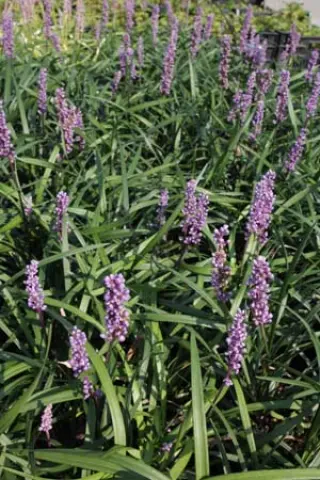Liriope muscari 'Moneymaker'