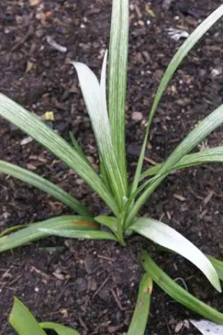 Liriope muscari 'Okina'