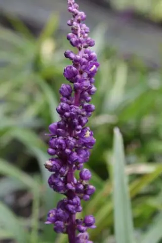 Liriope muscari 'Royal Purple'