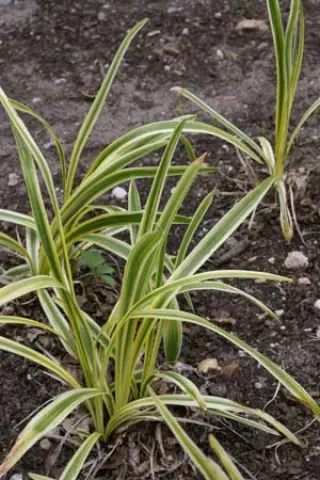 Liriope muscari 'Silver Sunproof'