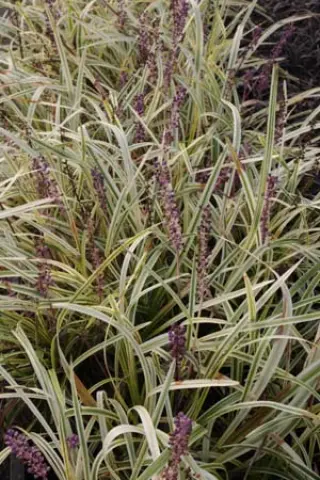 Liriope muscari 'Silver Sunproof'