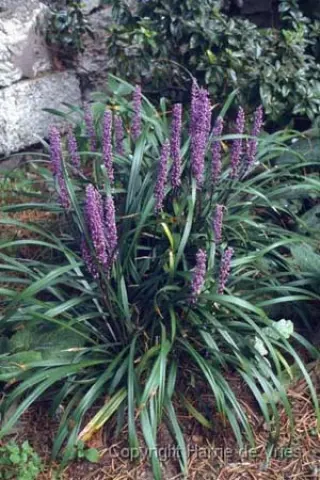 Liriope muscari