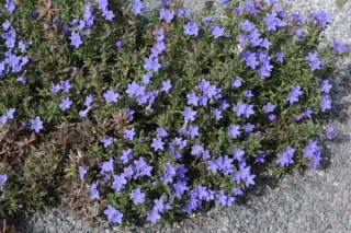 Lithodora diffusa 'Heavenly Blue'