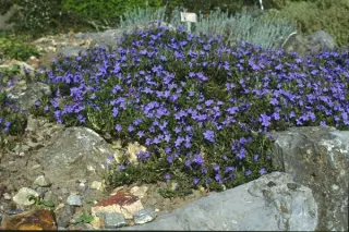 Lithodora diffusa 'Heavenly Blue'