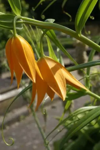 Littonia modesta