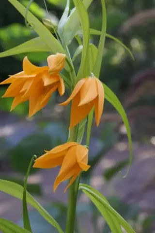 Littonia modesta