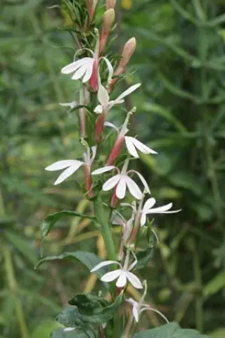 Lobelia cardinalis 'Abrikoosroze'