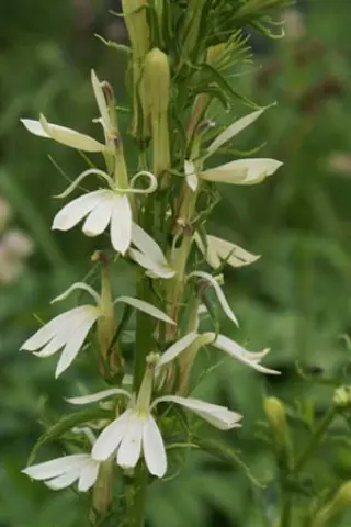 Lobelia cardinalis 'Alba'
