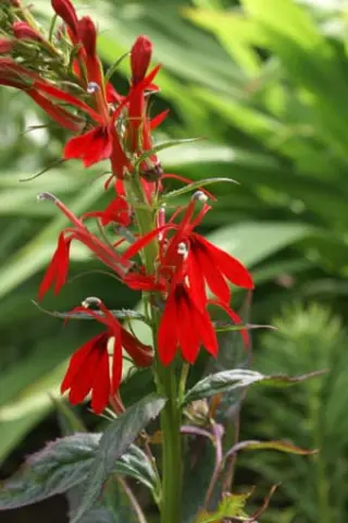 Lobelia 'Crown Royal'