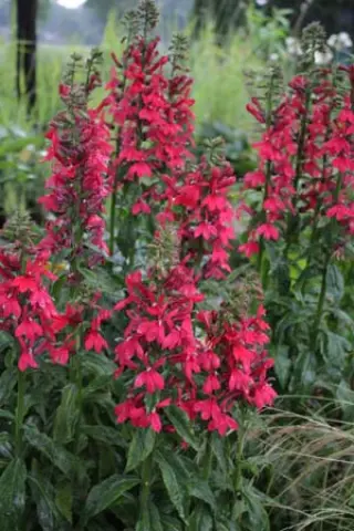 Lobelia 'Eulalia Berridge'