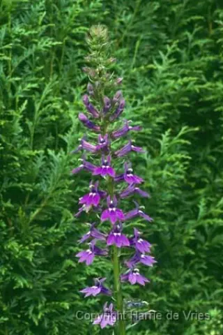 Lobelia gerardii 'Vedrariensis'