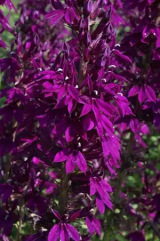 Lobelia 'Hadspen Purple'