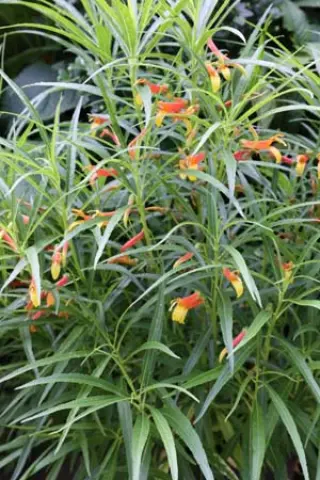Lobelia laxiflora ssp. angustifolia