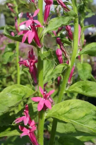 Lobelia 'Monet Moment'