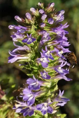 Lobelia puberula