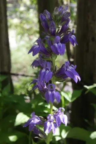 Lobelia siphilitica 'Blaue Auslese'