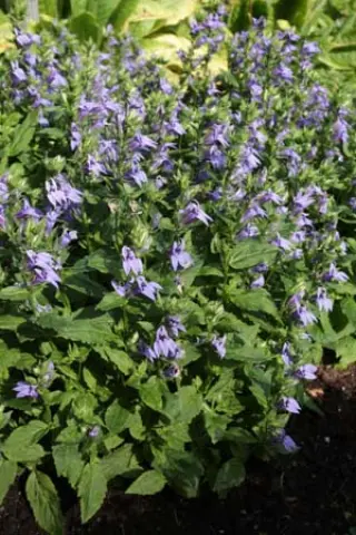 Lobelia siphilitica 'Mistassinica'
