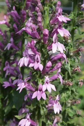 Lobelia siphilitica 'Sylvia'