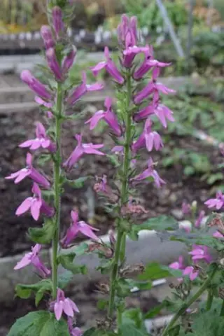 Lobelia siphilitica 'Sylvia'
