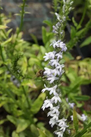 Lobelia spicata