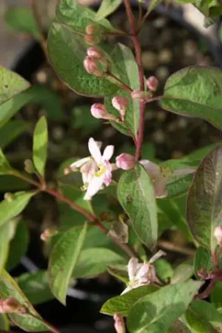 Lonicera x amoena 'Rosea'
