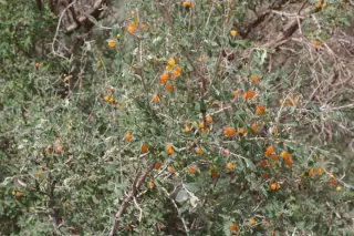 Lonicera microphylla (ex Kyrgizië)
