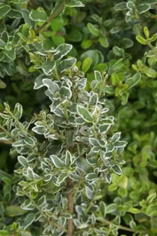 Lonicera nitida 'Silver Beauty'
