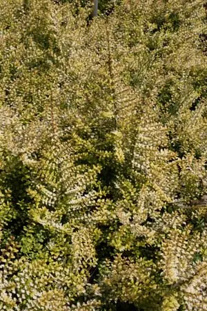giloy plants Giloy (Tinospora Cordifolia) Guduchi main image 1