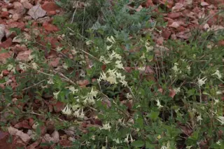Lonicera olgae