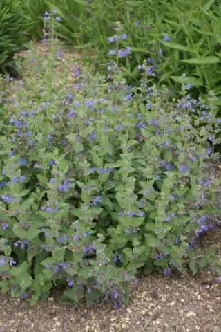 Lophanthus chinensis