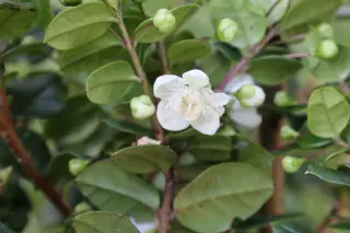 Luma apiculata