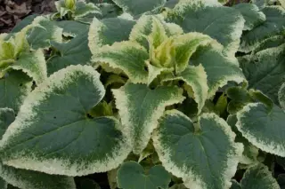 Lunaria annua 'Albiflora Albovar.'