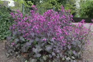 Lunaria annua 'Chedglow'