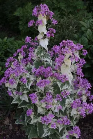 Lunaria annua 'Variegata'