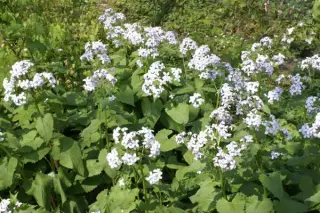 Lunaria rediviva